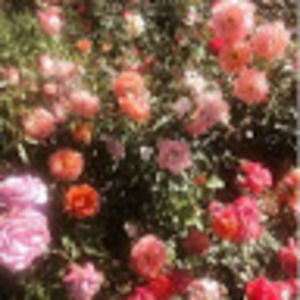 Meet your Posher, Molly